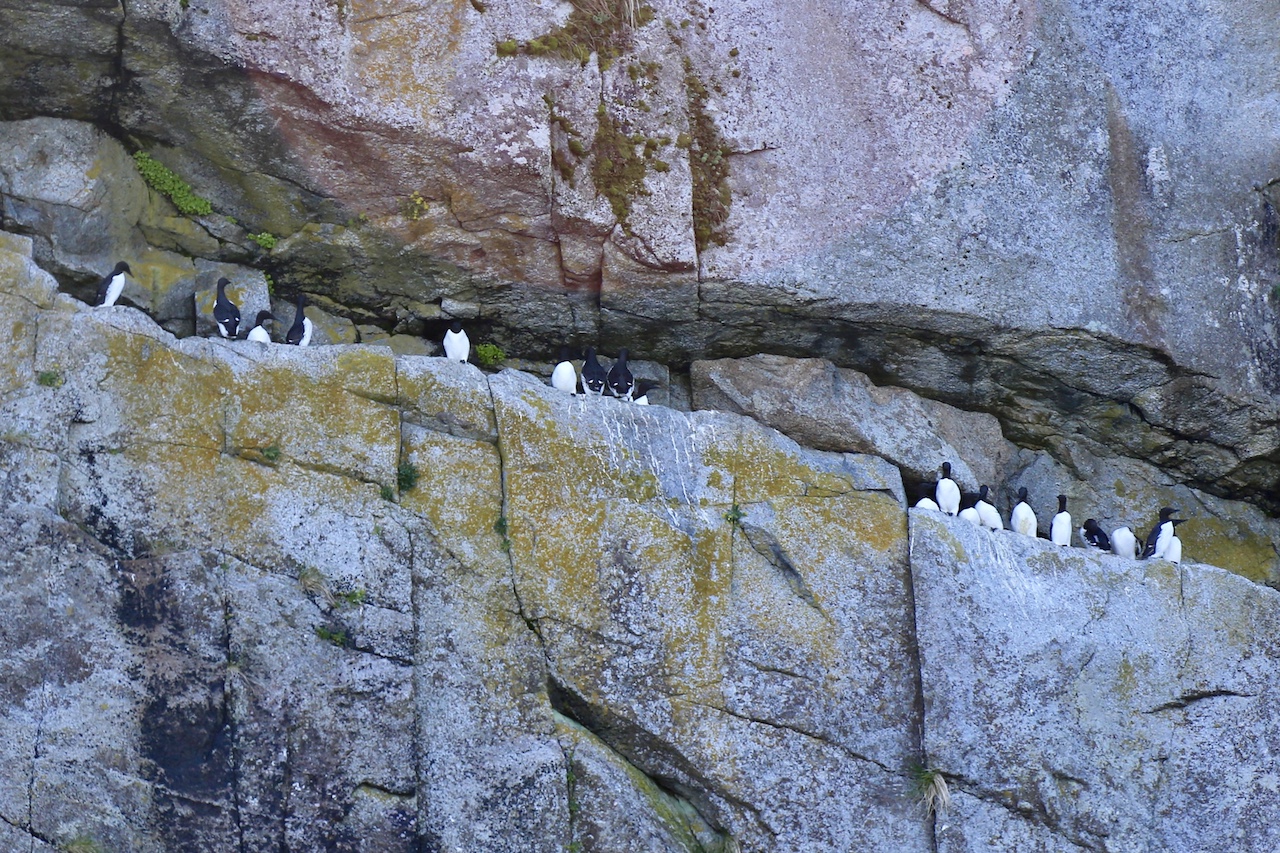 Common Murre: 跟企鹅长得很像