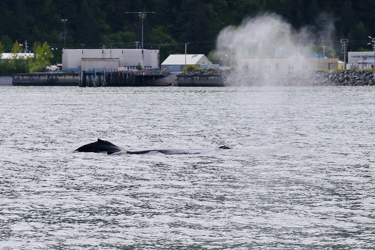 Humpback Whale - 1