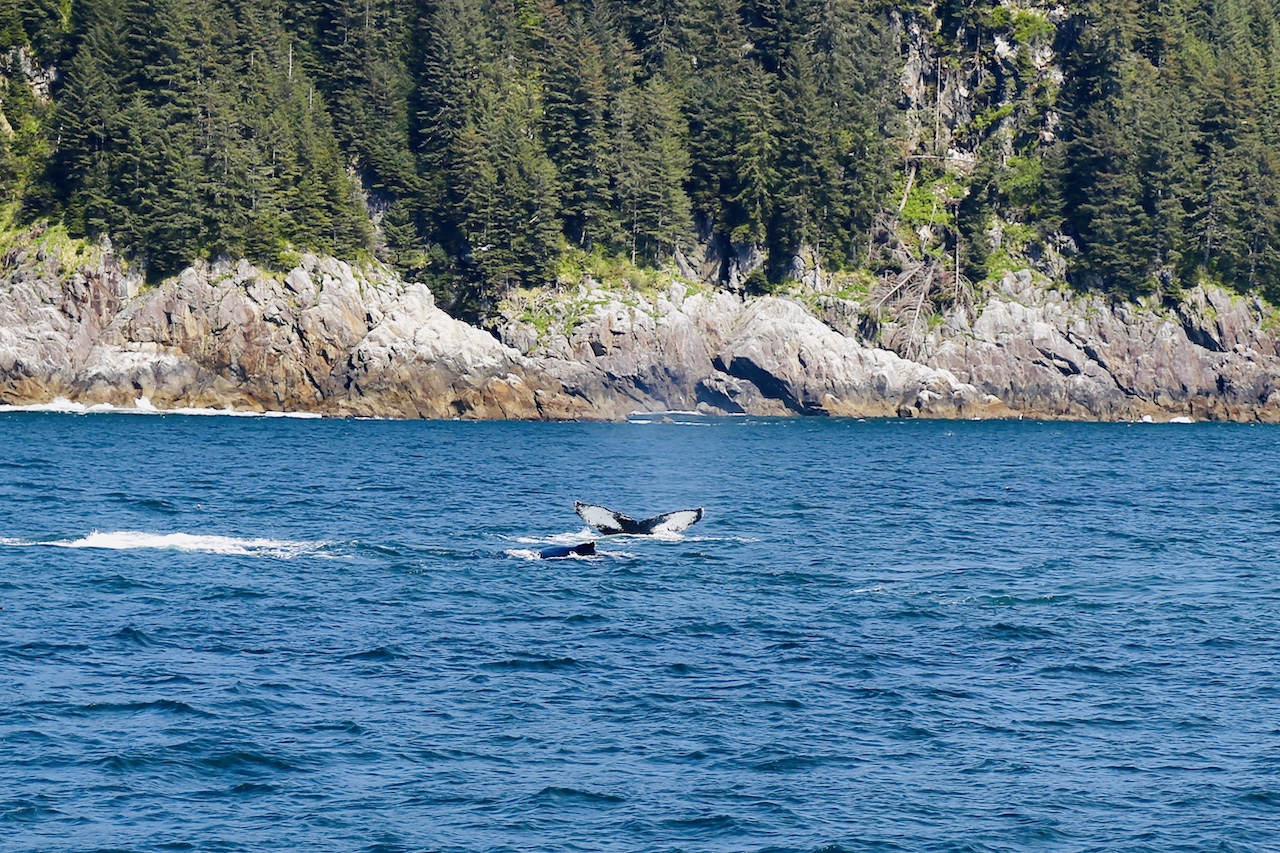 Humpback Whale - 2