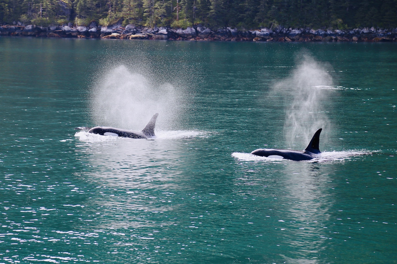 Killer Whale - 1