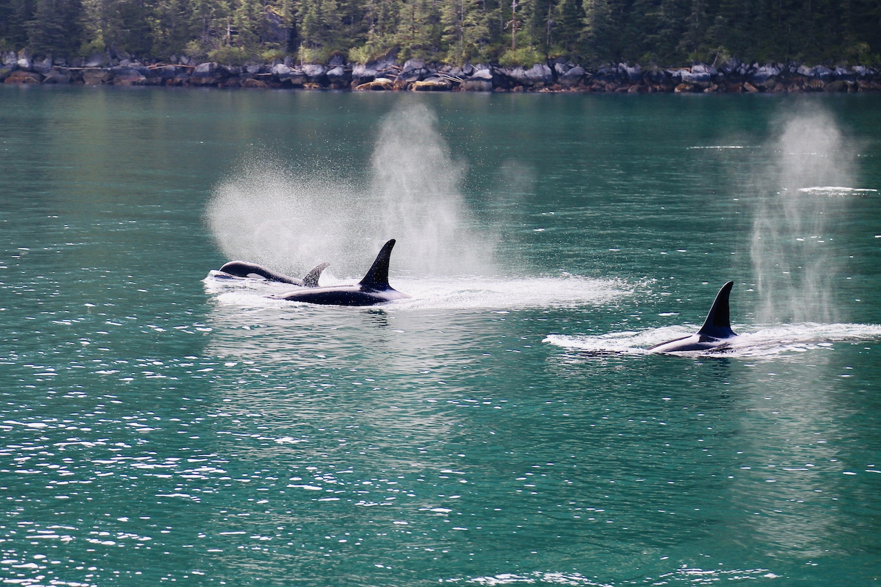 Killer Whale - 2
