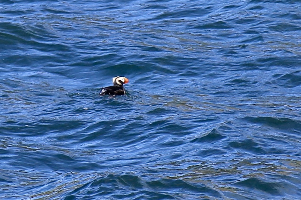 Puffin