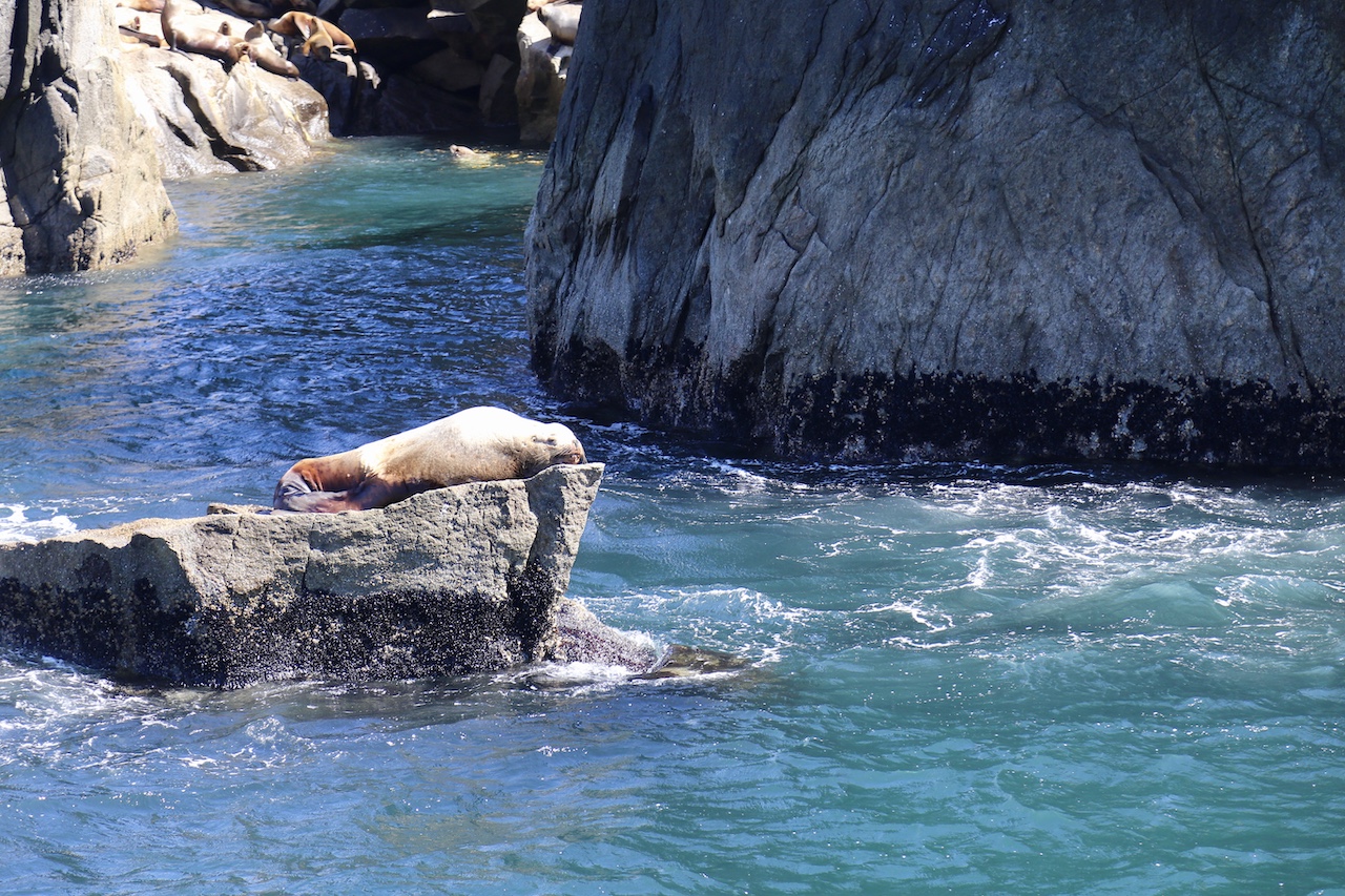 Sea Lion